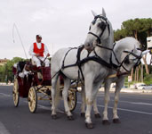 Carrozzella a Roma a due cavalli utilizzata nei matrimoni